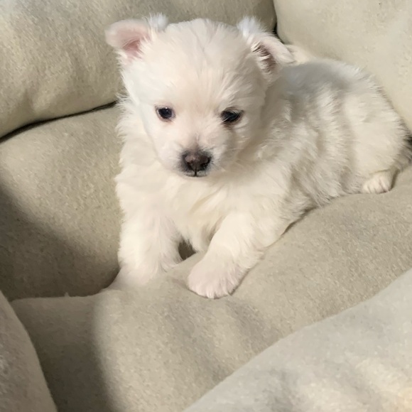 Meet your Posher, Miles - Picture 1 of 1